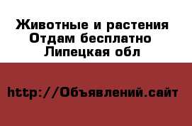 Животные и растения Отдам бесплатно. Липецкая обл.